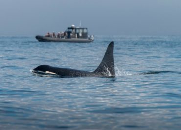 ¿Te gustaría ver orcas en Vancouver?
